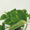 2x Goldene Efeutute - Epipremnum Aureum - ↕ 25 cm - Ø 15 cm
