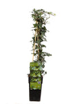 Efeu – Hedera helix – ↕ 65 cm – Ø 15 cm