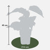 3x Kiwi – Actinidia deliciosa 'Jenny' – ↕ 45 cm – Ø 13 cm