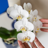 Nachtfalterorchidee weiß – Phalaenopsis Orchidee – Amabilis – ↕ ca. 35–45 cm – Ø 9 cm