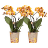 Nachtfalterorchidee - KOMBI ANGEBOT von 2 orangenen Phalaenopsis-Orchideen - ↕ 40 cm - Ø 12 cm