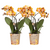 Nachtfalterorchidee - KOMBI ANGEBOT von 2 orangenen Phalaenopsis-Orchideen - ↕ 40 cm - Ø 12 cm