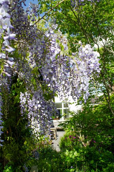 2x Glyzinie – Wisteria sinensis 'Caroline' – ↕ 65 cm – Ø 15 cm