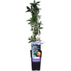 Passionsblume – Passiflora caerulea Blau – ↕ 65 cm – Ø 15 cm