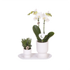 Pflanzenset Liebe Weiß Klein – Grünpflanzen mit Phalaenopsis Orchidee Weiß – in weißen Ziertöpfen auf weißem Tablett