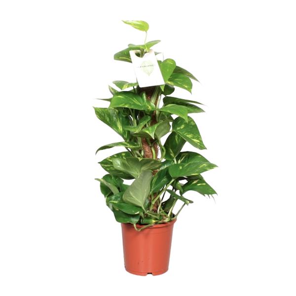 Efeutute - Epipremnum Pinnatum am Moosstab (Scindapsus) - ↕ 60 cm - Ø 15 cm