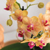Nachtfalterorchidee - Phalaenopsis - ↕ ca. 35 cm - Ø 9 cm | 2er-Geschenkset Optimismus kleiner Pfirsich auf weißem Bio-Tablett