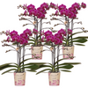 4x Nachtfalterorchidee lila – Phalaenopsis Orchidee – Morelia – Ø 9 cm – COMBI DEAL (Übersetzung aus NL)