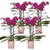 4x Nachtfalterorchidee lila – Phalaenopsis Orchidee – Morelia – Ø 9 cm – COMBI DEAL (Übersetzung aus NL)