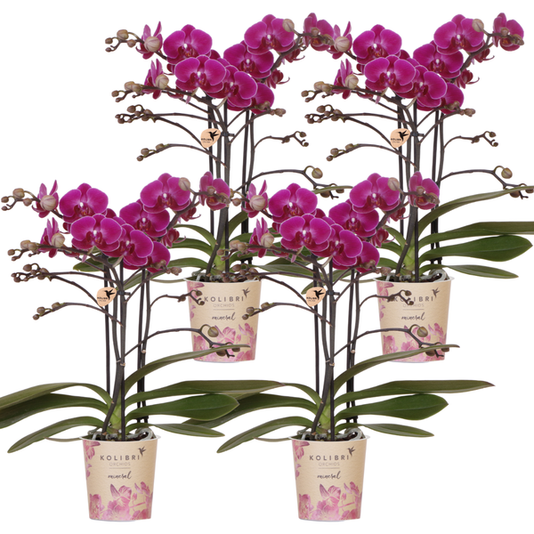 4x Nachtfalterorchidee lila – Phalaenopsis Orchidee – Morelia – Ø 9 cm – COMBI DEAL (Übersetzung aus NL)