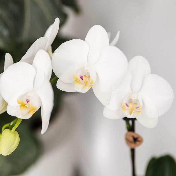 Nachtfalterorchidee - Pflanzenset Fish Türkis - 2 Pflanzen - Ø 9 cm