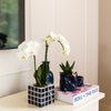 Nachtfalterorchidee weiß – Phalaenopsis Orchidee – Amabilis – ↕ ca. 35–45 cm – Ø 9 cm | Mosa-Ziertopf Blau
