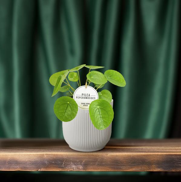 Chinesischer Geldbaum - Pilea Peperomioides - ↕ 20 cm - Ø 13 cm