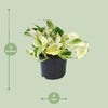 Efeutute – Epipremnum Happy Leaf – ↕ 15 cm – Ø 12 cm
