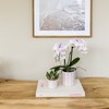 Nachtfalterorchideerosa – Phalaenopsis Orchidee – Portugal – ↕ ca. 35–45 cm – Ø 9 cm | Painted Stripe-Topf Rosa