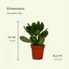 18x Sukkulenten - Mix – ↕ 10 cm – Ø 8,5 cm