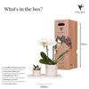 Pflanzenset Le Chic Small – Phalaenopsis Amabilis weiß & Sukkulente – inkl. Keramiktöpfe auf organischem Tablett Creme