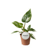 Philodendron – White Princess – ↕ 30 cm – Ø 12 cm