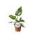 Philodendron – White Princess – ↕ 30 cm – Ø 12 cm
