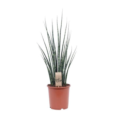 Bogenhanf ‚Fernwood Mikado‘ – Sansevieria