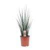 Bogenhanf - Sansevieria Fernwood Mikado - ↕ 80 cm - Ø 19 cm