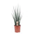 Bogenhanf - Sansevieria Fernwood Mikado - ↕ 80 cm - Ø 19 cm
