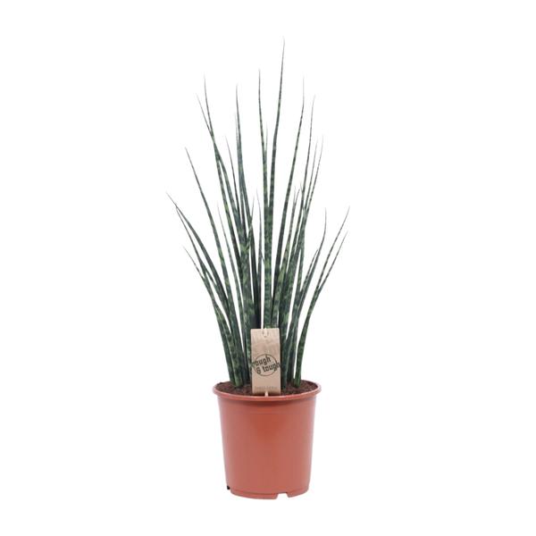 Bogenhanf - Sansevieria Fernwood Mikado - ↕ 80 cm - Ø 19 cm