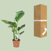 Strelitzia Nicolai - ↕ 60 cm - Ø 17 cm