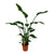 Strelitzia Nicolai - ↕ 120 cm - Ø 21 cm