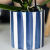 Nachtfalterorchidee weiß – Phalaenopsis Amabilis & Sukkulente – Crassula Hobbit – ↕ 35 cm – Ø 9 + 6 cm | Painted Stripe-Topf Blau
