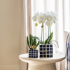 Nachtfalterorchidee weiß – Phalaenopsis Orchidee – Amabilis – ↕ ca. 35–45 cm – Ø 9 cm | Mosa-Ziertopf Blau