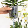 Pflanzenset Weiß – 3x Phalaenopsis Amabilis 9 cm & 3x Grünpflanzen – inkl. Schilfkorb mit Wassertank – Dschungelstrauß Weiß