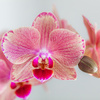 Nachtfalterorchidee - 2x Phalaenopsis rosa - KOMBI ANGEBOT - Ø 12 cm