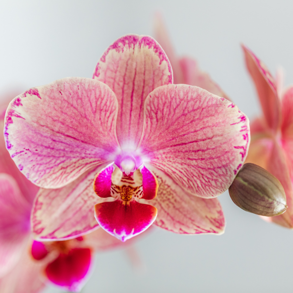 Nachtfalterorchidee - 2x Phalaenopsis rosa - KOMBI ANGEBOT - Ø 12 cm
