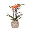Nachtfalterorchidee - Phalaenopsis orange Bolzano - ↕ 40 cm - Ø 9 cm | im Safari-Topf Ø 9 cm