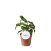 Purpurtute – Syngonium Wendlandii – ↕ 25 cm – Ø 12 cm