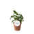 Purpurtute – Syngonium Wendlandii – ↕ 25 cm – Ø 12 cm