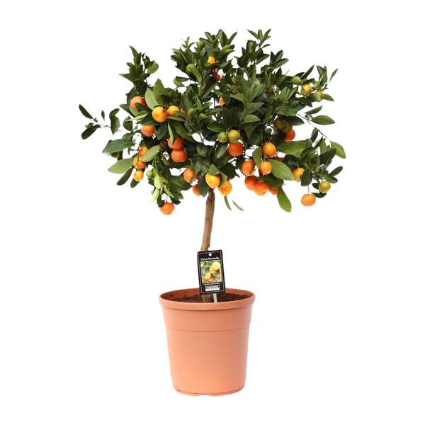 Calamondin-Orange – Citrus × microcarpa