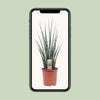 Bogenhanf - Sansevieria Fernwood Mikado - ↕ 80 cm - Ø 19 cm