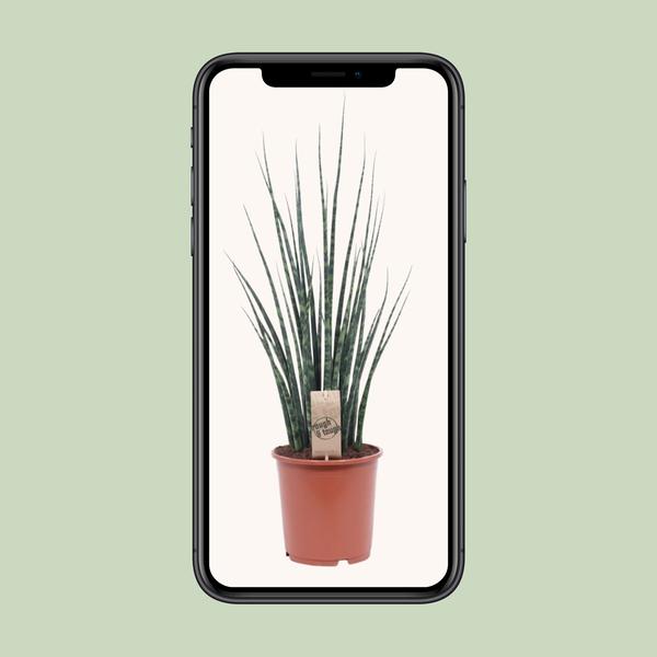 Bogenhanf - Sansevieria Fernwood Mikado - ↕ 80 cm - Ø 19 cm