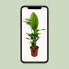 Strelitzia Nicolai - ↕ 130 cm - Ø 27 cm