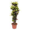 Wunderstrauch ‚Iceton' – Codiaeum variegatum