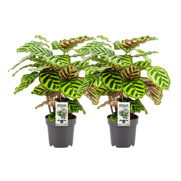 2x Korbmarante - Calathea Makoyana - Ø 14 cm - ↕ 45 cm