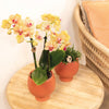 Nachtfalterorchidee orange – Phalaenopsis Orchidee – Jamaica – ↕ ca. 35–45 cm – Ø 9 cm