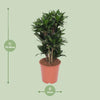 Drachenbaum - Dracaena Compacta - ↕ 80 cm - Ø 24 cm