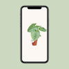 Philodendron Sodiroi - ↕ 45 cm - Ø 15 cm