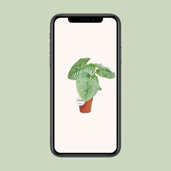 Philodendron Sodiroi - ↕ 45 cm - Ø 15 cm