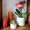 Nachtfalterorchidee - Orange Orchidee Bolzano - ↕ 40 cm - Ø 9 cm | Hieroglyph Ziertopf Off White