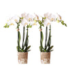 Schmetterlingsorchidee – Phalaenopsis amabilis