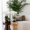 4x Nachtfalterorchidee weiß – Phalaenopsis Orchidee – Ghent – Ø 12 cm – COMBI DEAL